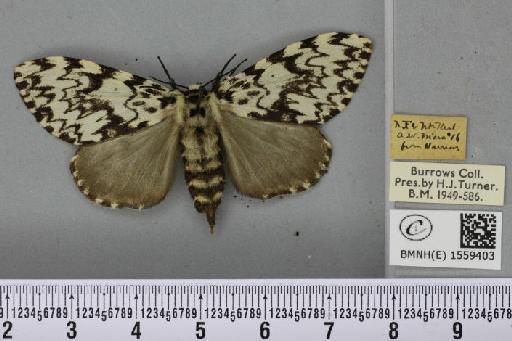 Lymantria monacha (Linnaeus, 1758) - BMNHE_1559403_252125
