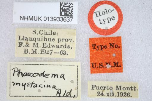 Phaeodema mystacina Aldrich, 1934 - Phaeodema mystacina HT labels