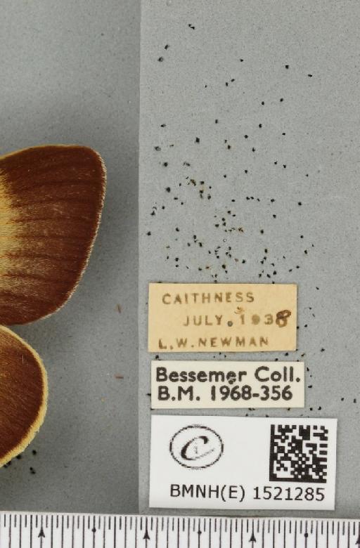Lasiocampa quercus quercus (Linnaeus, 1758) - BMNHE_1521285_label_196017