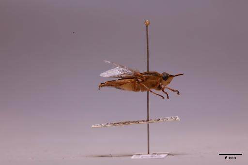 Odontomyia Meigen, 1803 - 013740260_lateral