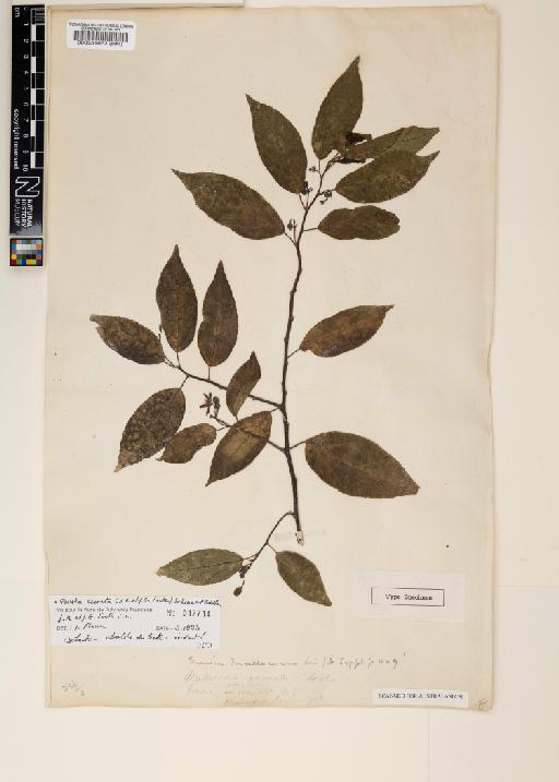 Grewia crenata (J.R.Forst.) Schinz & Guill. - 000559662
