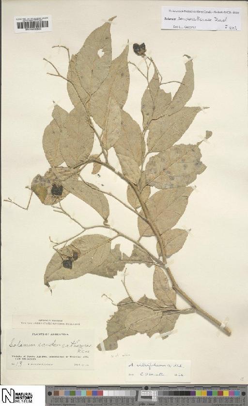 Solanum sanctaecatharinae Dunal - BM000935806