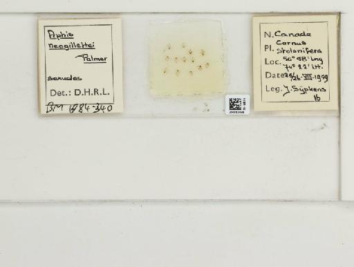 Aphis neogillettia Palmer, 1938 - 014865996_112479_1092917_157743_NoStatus