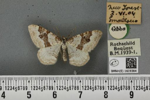 Xanthorhoe montanata montanata (Denis & Schiffermüller, 1775) - BMNHE_1609384_312066