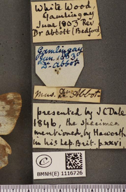 Pontia daplidice (Linnaeus, 1758) - BMNHE_1116726_label_68842