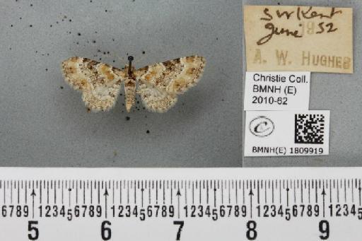 Eupithecia pulchellata Stephens, 1831 - BMNHE_1809919_381943