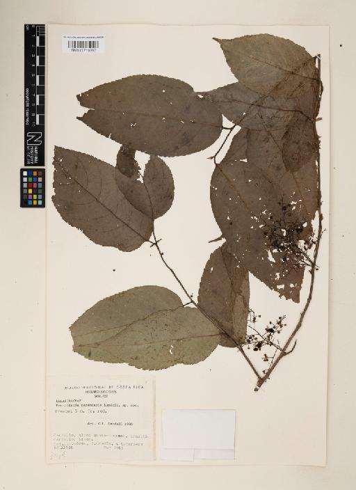 Perrottetia panamensis ined. Lundell - 013719355