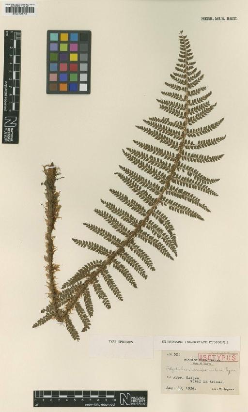 Polystichum parvipinnulum Tagawa - BM001048705