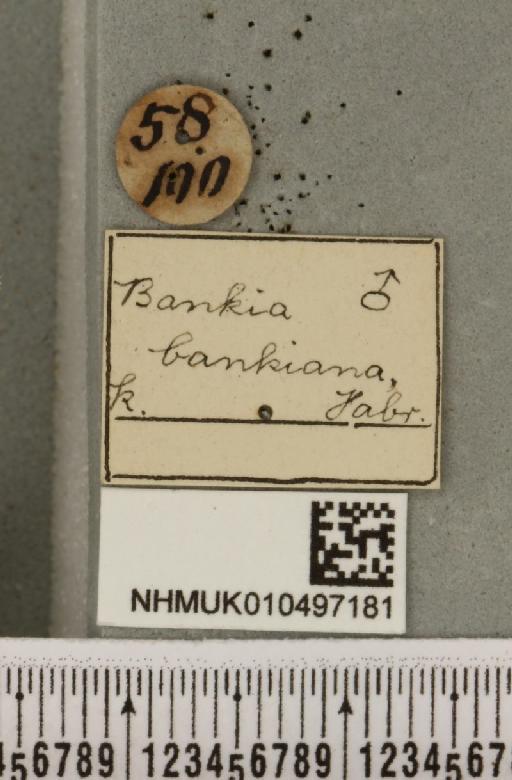 Deltote bankiana (Fabricius, 1775) - NHMUK_010497181_label_555070