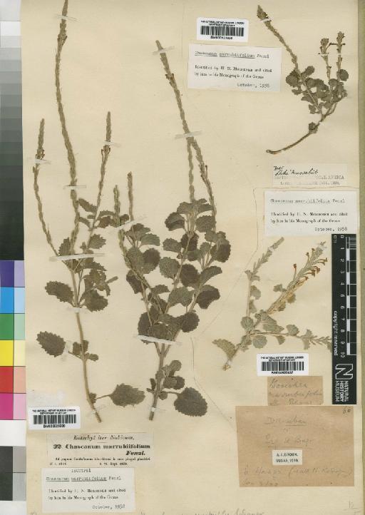 Chascanum marrubiifolium Fenzl ex Walp. - BM000923638