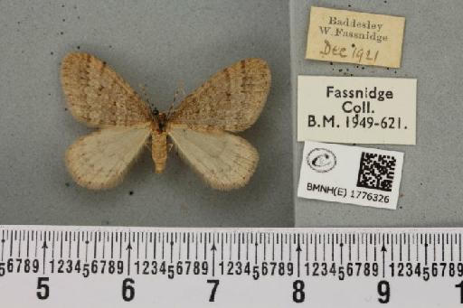 Operophtera brumata (Linnaeus, 1758) - BMNHE_1776326_358574