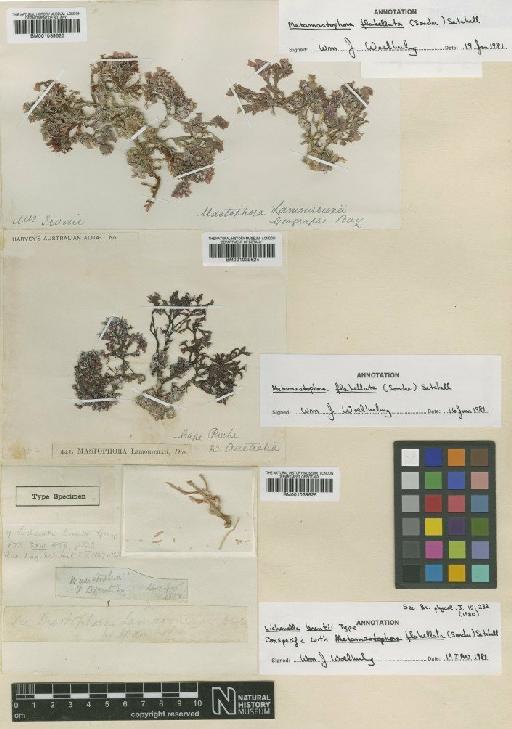 Metamastophora flabellata (Sond.) Setch. - BM001039625