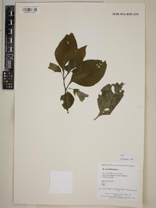 Atropa belladonna L. - BM013720303