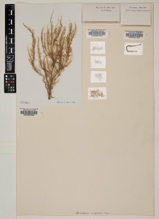 Botrytella micromora Bory - 000637606_sheet_a
