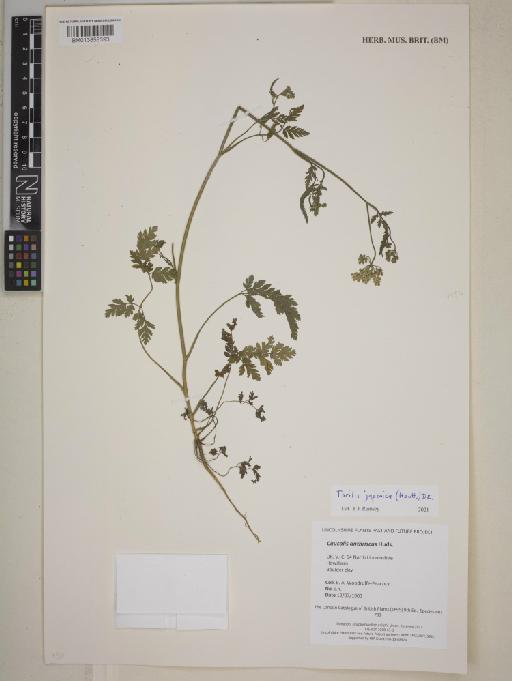 Torilis japonica (Houtt.) DC. - 013858393