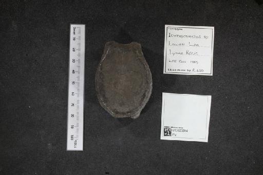 Ichthyosaurus De la Beche & Conybeare, 1821 - 010020204_L010040101