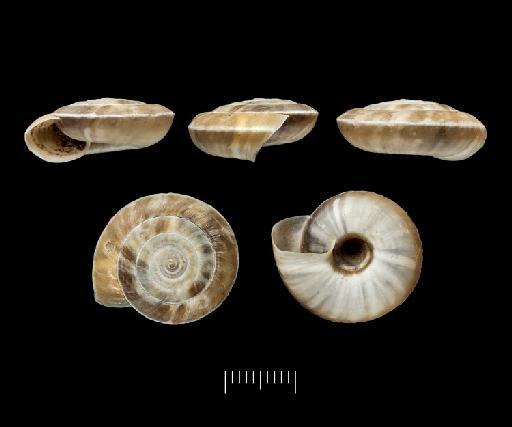 Helix (Plectotropis) christinae carinifera Adams, 1870 - 1870.7.16.7, Helix (Plectotropis) christinae var. Adams, 1870