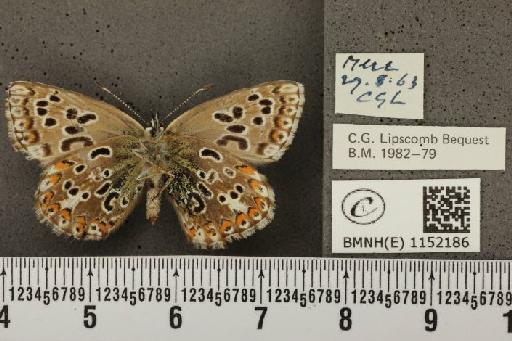 Lysandra coridon ab. confluens Tutt, 1910 - BMNHE_1152186_103338