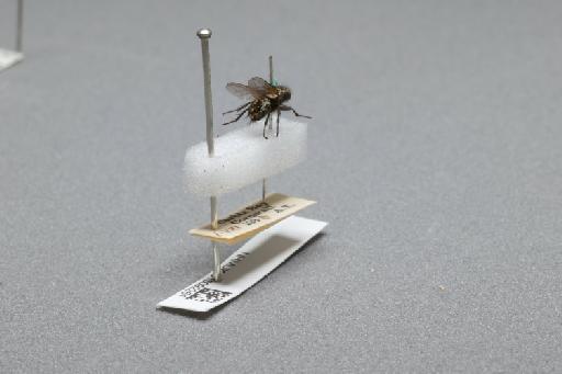 Sarcophaga (Myorhina) nigriventris Meigen, 1826 - 015092261_additional_1