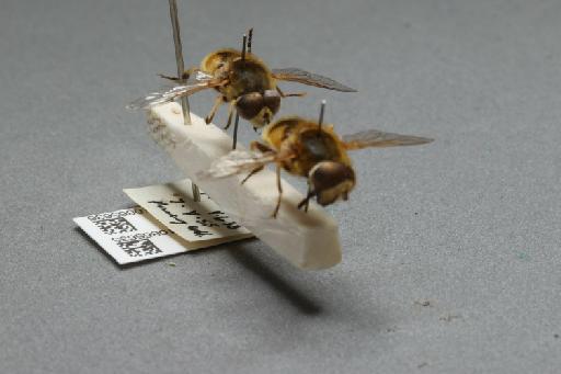 Eristalis (Eoseristalis) Kanervo, 1938 - 010865635_additional_4