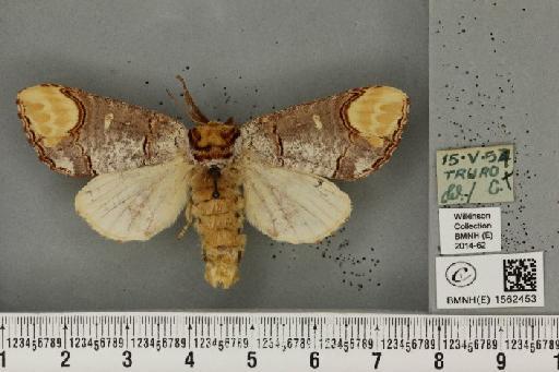 Phalera bucephala bucephala (Linnaeus, 1758) - BMNHE_1562453_249208