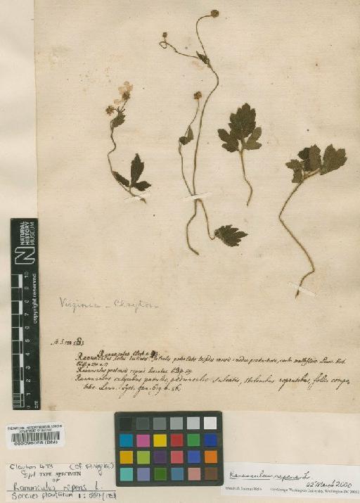 Ranunculus repens L. - BM000098058