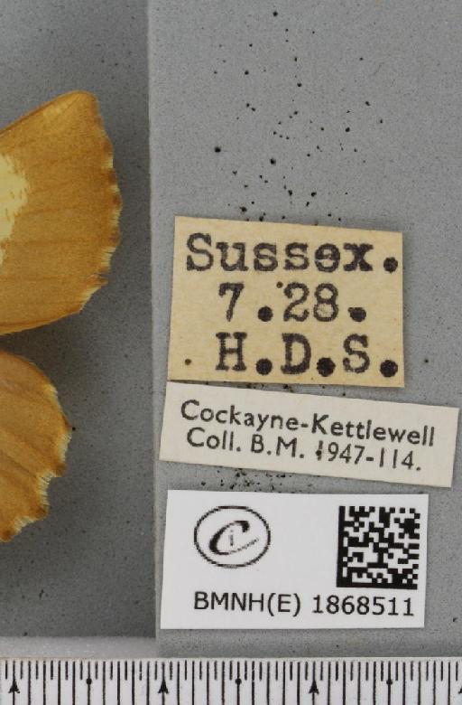 Angerona prunaria (Linnaeus, 1758) - BMNHE_1868511_label_440693