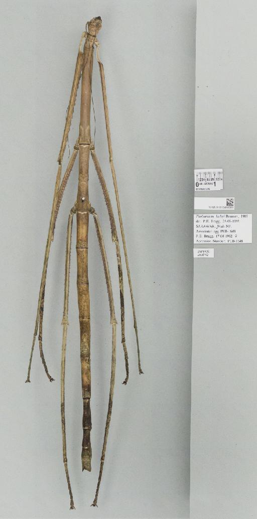 Phobaeticus kirbyi von Wattenwyl, 1907 - 012498261_72550_86893