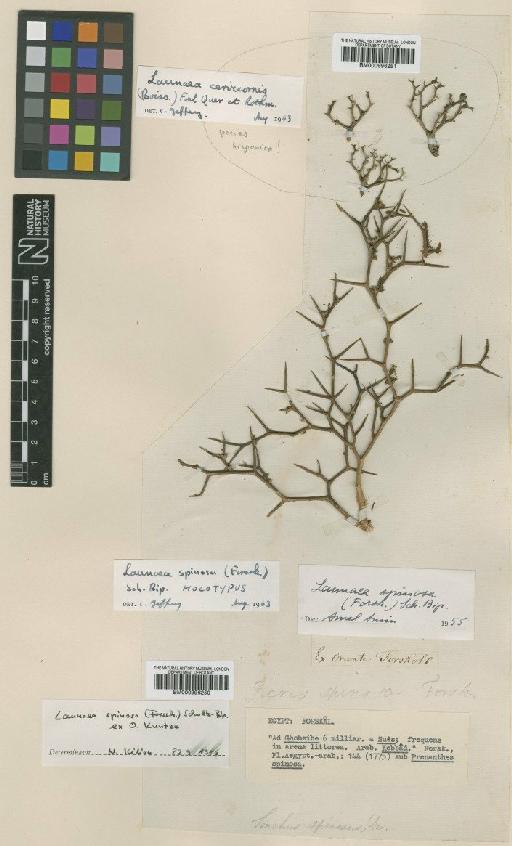 Launaea spinosa Sch.Bip. - BM000996251