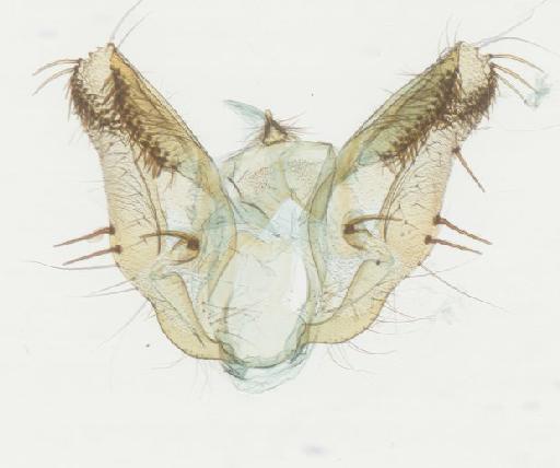 Ectropidia Warren, 1895 - Ectropidia sp 12416 genitalia
