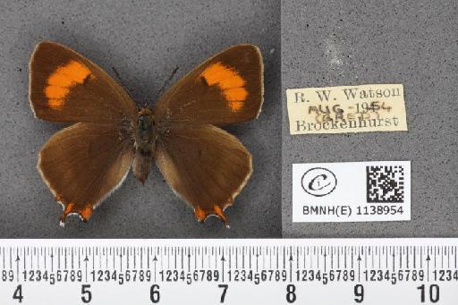 Thecla betulae (Linnaeus, 1758) - BMNHE_1138954_95404