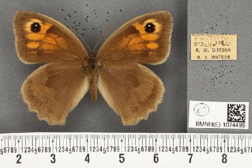 Maniola jurtina insularis ab. bioculata Rebel, 1910 - BMNHE_1074499_41255