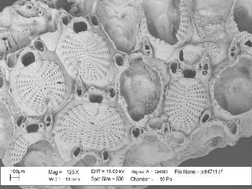 Castanopora castanea Lang, 1916 - PI D 16654 - Castanopora castanea