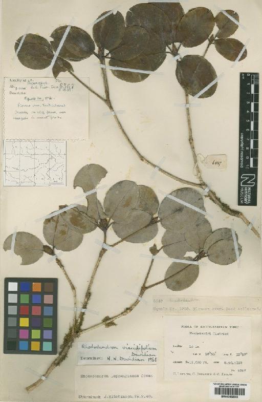 Rhododendron viscidifolium Davidian - BM000802900