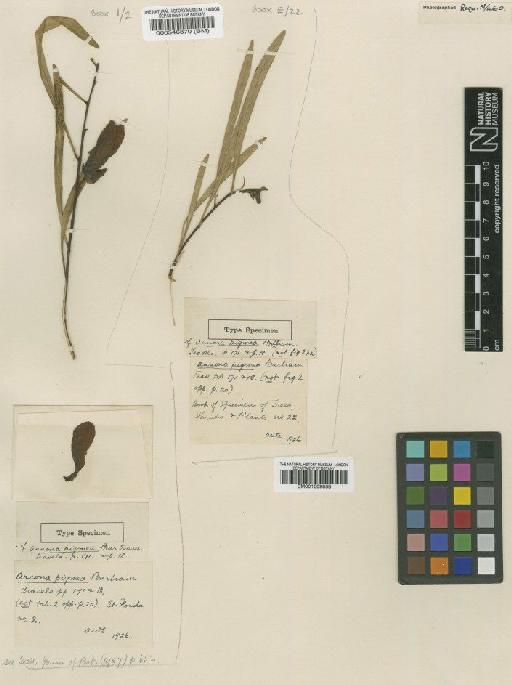Asimina pygmaea (W.Bartram) Dunal - BM001009858