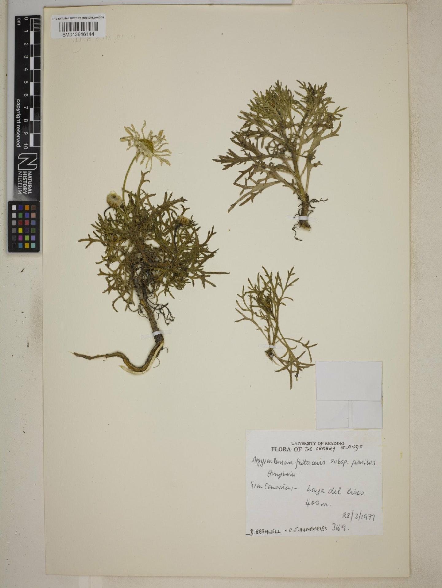 To NHMUK collection (Argyranthemum frutescens subsp. pumilum Humphries; NHMUK:ecatalogue:9073605)