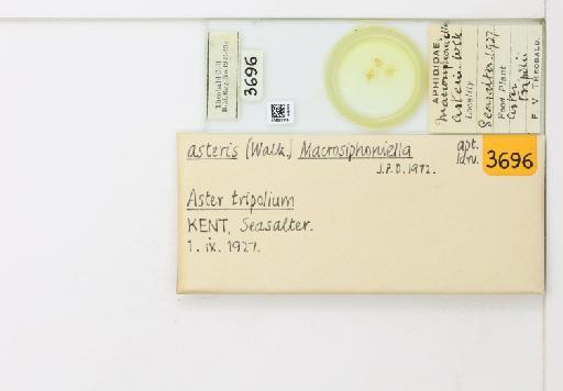 Macrosiphoniella (Asterobium) asteris Walker, 1849 - 014826114_113013_1094755_835815_NoStatus