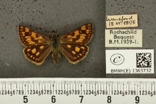 Carterocephalus palaemon (Pallas, 1771) - BMNHE_1363732_175899