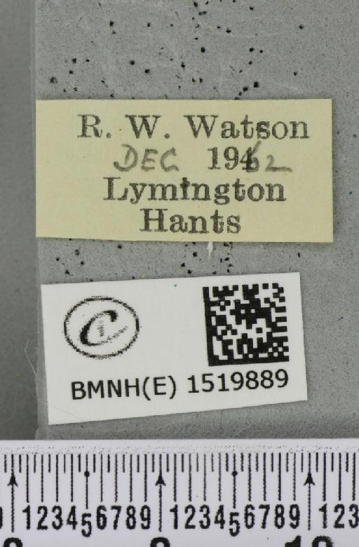 Poecilocampa populi (Linnaeus, 1758) - BMNHE_1519889_label_189215