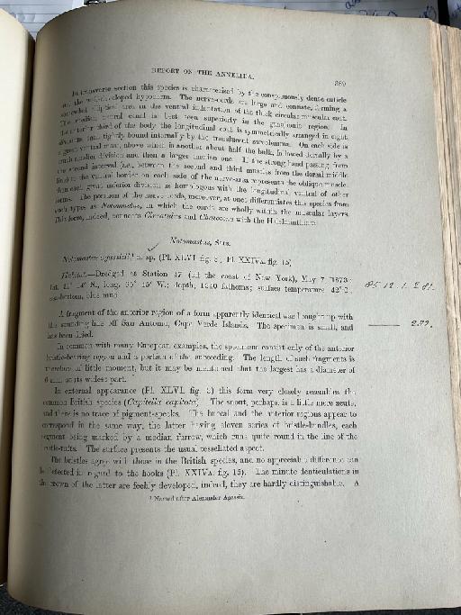 Buskiella abyssorum McIntosh, 1885 - Challenger Polychaete Scans of Book 232