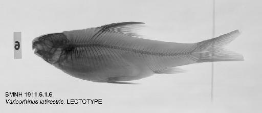 Varicorhinus latirostris Boulenger, 1910 - BMNH 1911.6.1.6, LECTOTYPE, Varicorhinus latirostris, Radiograph