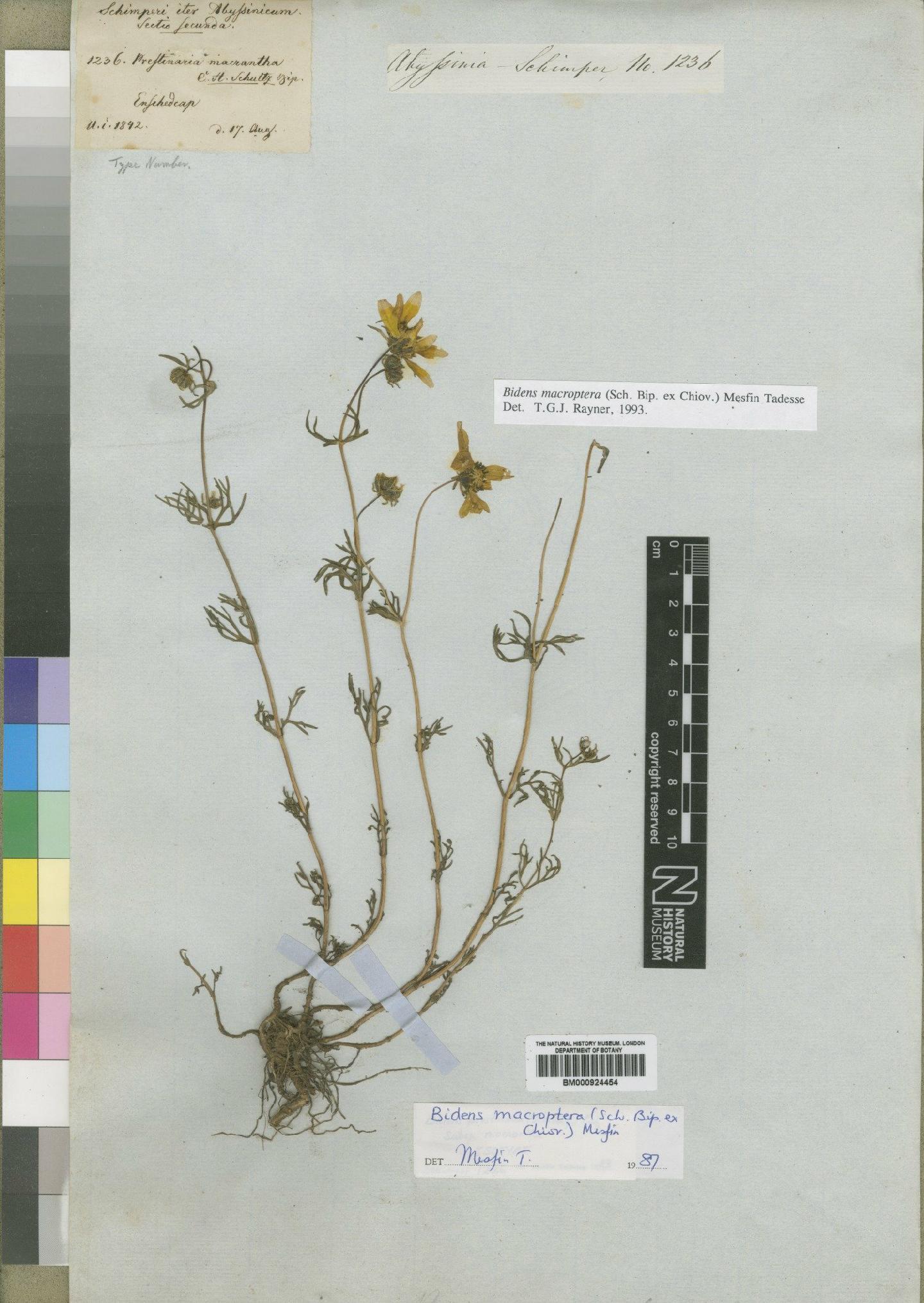To NHMUK collection (Bidens macroptera Mesfin; Isotype; NHMUK:ecatalogue:4528782)