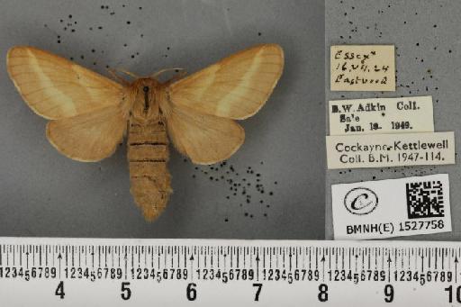 Malacosoma castrensis ab. virgata Tutt, 1900 - BMNHE_1527758_199408