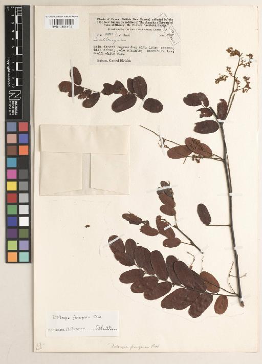 Dalbergia ferruginea Roxb. - BM013405413