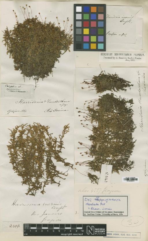Rhacocarpus inermis (Müll.Hal.) Lindb. in Broth. - BM000960811_a