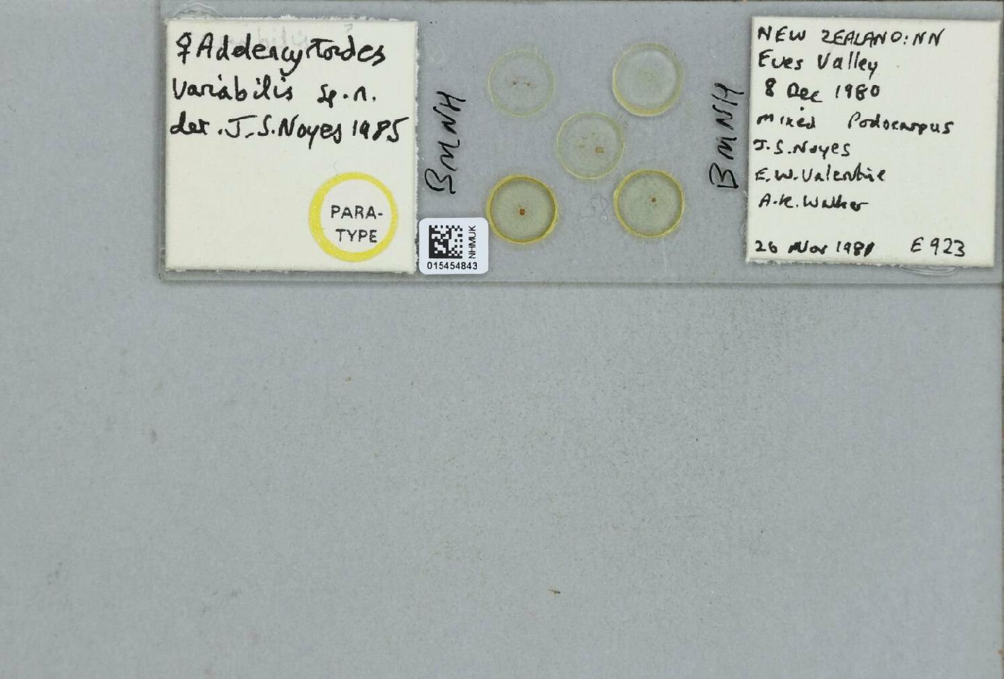 Adelencyrtoides variabilis