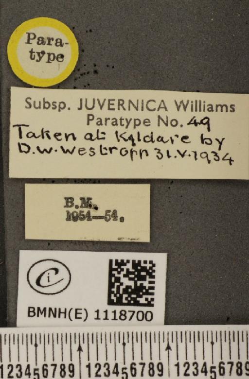 Leptidea sinapis juvernica Williams, 1946 - BMNHE_1118700_label_73900