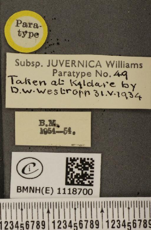 Leptidea sinapis juvernica Williams, 1946 - BMNHE_1118700_label_73900