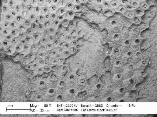 Cryptosula Canu & Bassler, 1925 - SEM photograph pdt 10085