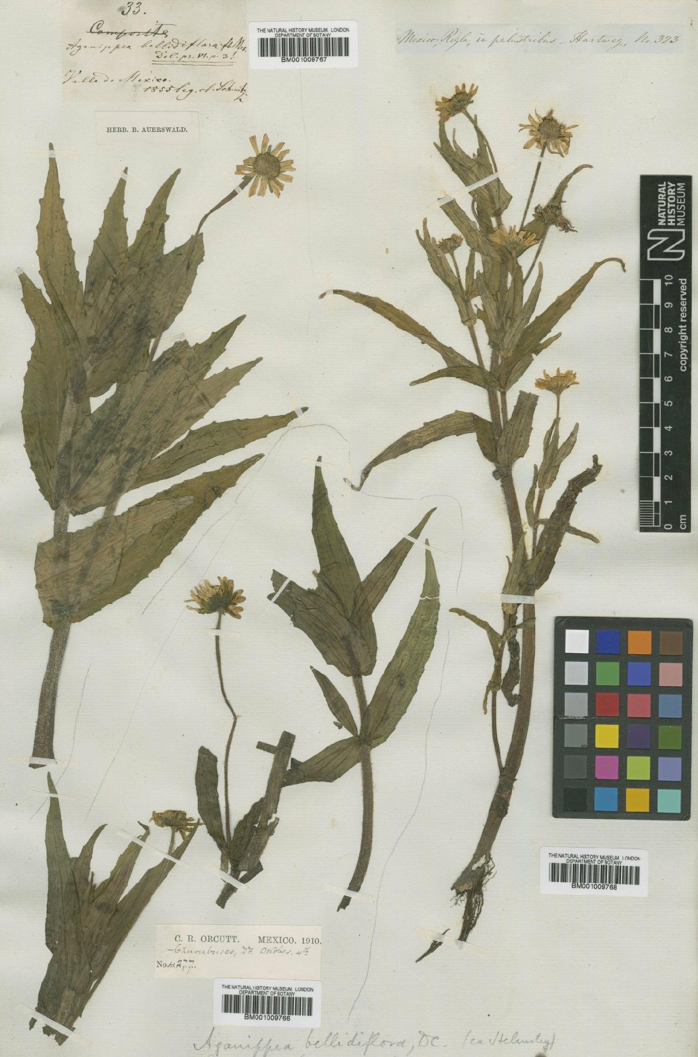 To NHMUK collection (Jaegeria bellidiflora (Sessé & Moc. ex DC.) Torres & Beaman; TYPE; NHMUK:ecatalogue:621249)